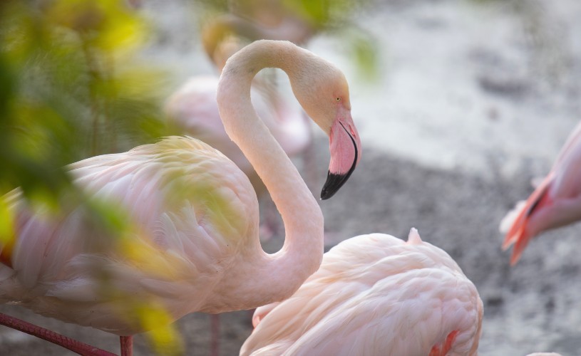 Flamingos at Bristol Zoo Gardens